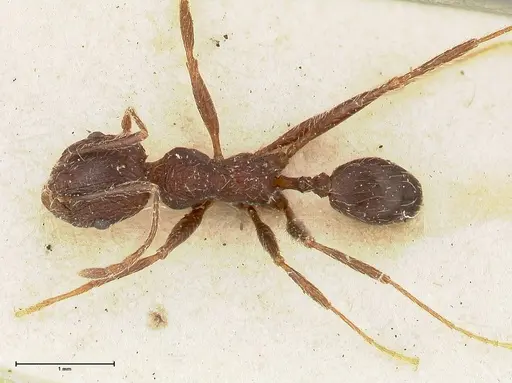 Pheidole sculpturata specimen FOCOL0503 image focol0503_1