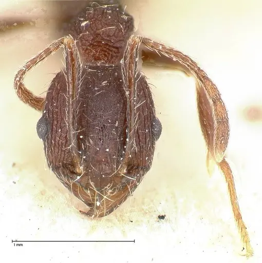 Pheidole sculpturata specimen FOCOL0503 image focol0503_2