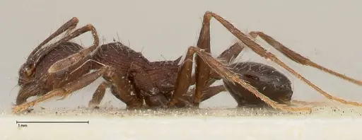 Pheidole sculpturata specimen FOCOL0503 image focol0503_3
