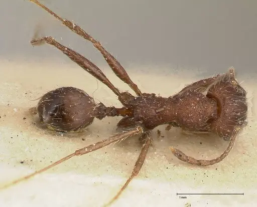 Pheidole sculpturata specimen FOCOL0504 image focol0504_1