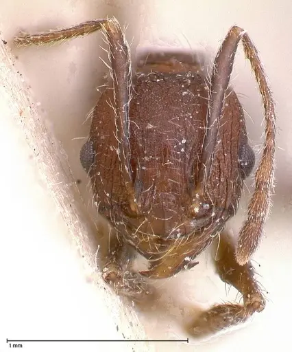 Pheidole sculpturata specimen FOCOL0504 image focol0504_2