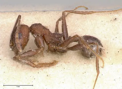 Pheidole sculpturata specimen FOCOL0504 image focol0504_3