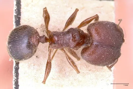 Pheidole sculpturata specimen FOCOL0624 image focol0624_1