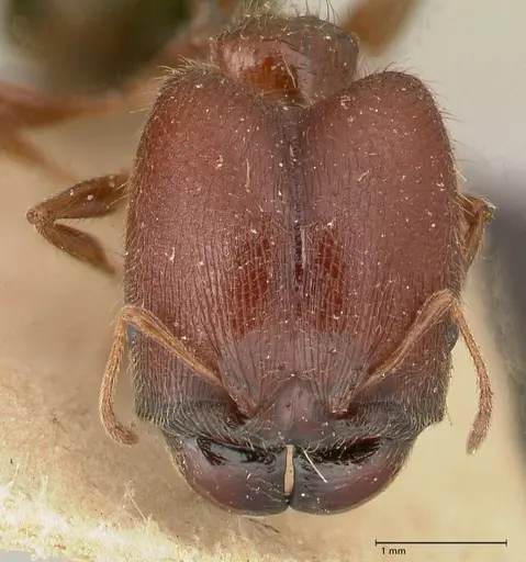 Pheidole sculpturata specimen FOCOL0624 image focol0624_2