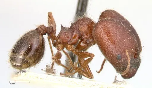 Pheidole sculpturata specimen FOCOL0624 image focol0624_3