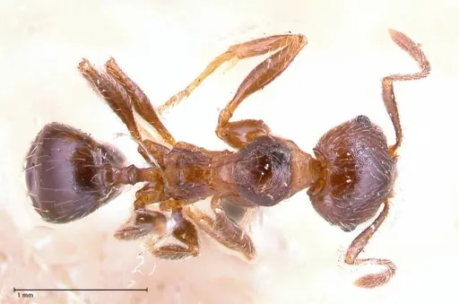 Pheidole sculpturata specimen FOCOL0625-1 image focol0625-1_1