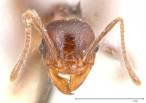Pheidole sculpturata specimen FOCOL0625-1 image focol0625-1_2