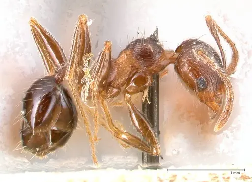 Pheidole sculpturata specimen FOCOL0625-1 image focol0625-1_3