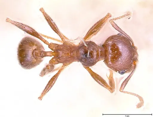 Pheidole sculpturata specimen FOCOL0625-2 image focol0625-2_1