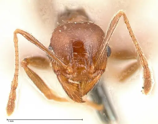 Pheidole sculpturata specimen FOCOL0625-2 image focol0625-2_2