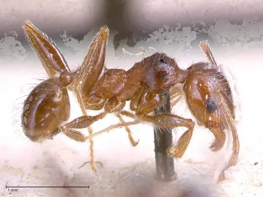 Pheidole sculpturata specimen FOCOL0625-2 image focol0625-2_3