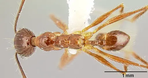 Pheidole sebofila specimen CASENT0610095 image casent0610095_1
