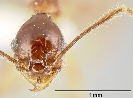 Pheidole sebofila specimen CASENT0610095 image casent0610095_2