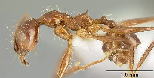 Pheidole sebofila specimen CASENT0610095 image casent0610095_3