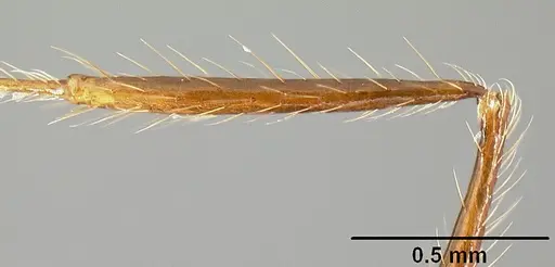 Pheidole sebofila specimen CASENT0610095 image casent0610095_4