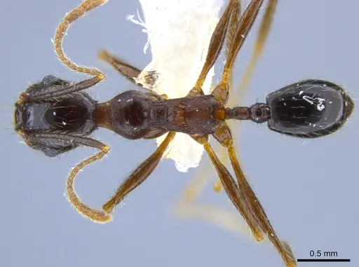Pheidole sebofila specimen CASENT0611928 image casent0611928_1