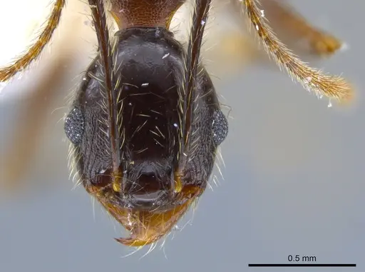 Pheidole sebofila specimen CASENT0611928 image casent0611928_2