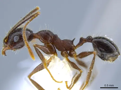 Pheidole sebofila specimen CASENT0611928 image casent0611928_3