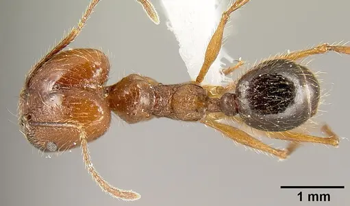 Pheidole sebofila specimen INBIOCRI001282230 image inbiocri001282230_1