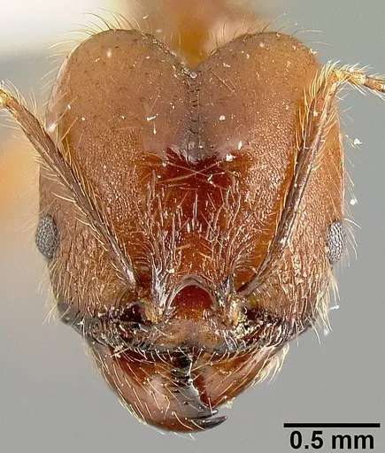 Pheidole sebofila specimen INBIOCRI001282230 image inbiocri001282230_2