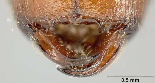 Pheidole sebofila specimen INBIOCRI001282230 image inbiocri001282230_3