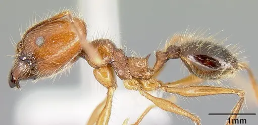 Pheidole sebofila specimen INBIOCRI001282230 image inbiocri001282230_4