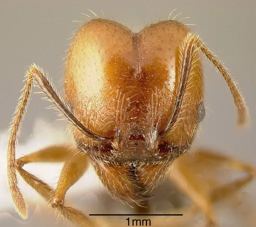Pheidole sebofila specimen JTLC000001478 image jtlc000001478_1