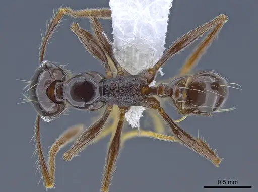 Pheidole seeldrayersi specimen CASENT0650576 image casent0650576_1