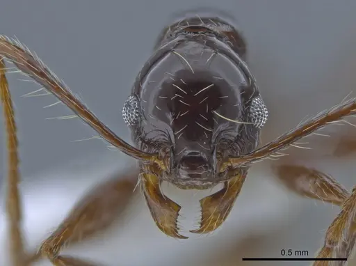 Pheidole seeldrayersi specimen CASENT0650576 image casent0650576_2