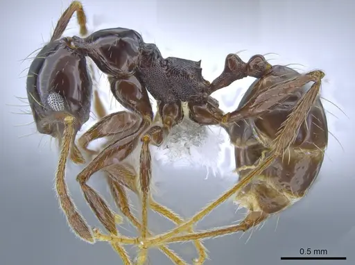 Pheidole seeldrayersi specimen CASENT0650576 image casent0650576_3