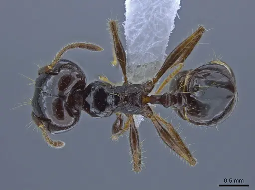 Pheidole seeldrayersi specimen CASENT0650577 image casent0650577_1