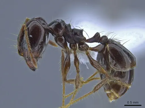 Pheidole seeldrayersi specimen CASENT0650577 image casent0650577_3
