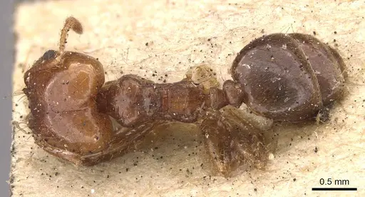 Pheidole seeldrayersi specimen CASENT0908148 image casent0908148_1