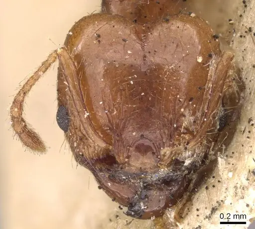 Pheidole seeldrayersi specimen CASENT0908148 image casent0908148_2