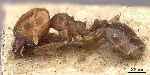 Pheidole seeldrayersi specimen CASENT0908148 image casent0908148_3