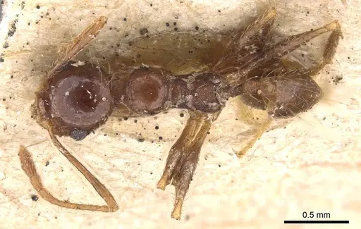 Pheidole seeldrayersi specimen CASENT0908149 image casent0908149_1