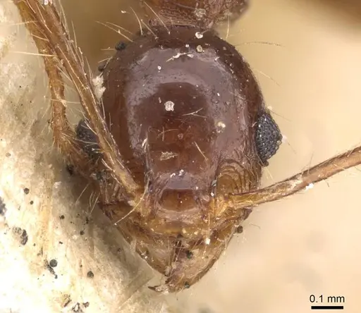 Pheidole seeldrayersi specimen CASENT0908149 image casent0908149_2