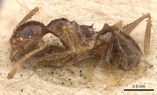 Pheidole seeldrayersi specimen CASENT0908149 image casent0908149_3