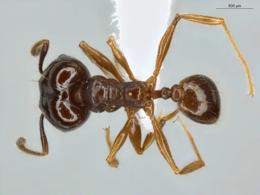 Pheidole seeldrayersi specimen ECOFOG-IT14-0810-30-S image ecofog-it14-0810-30-s_1