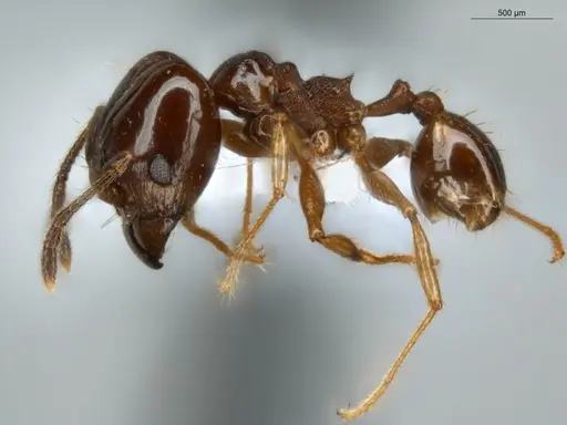 Pheidole seeldrayersi specimen ECOFOG-IT14-0810-30-S image ecofog-it14-0810-30-s_3