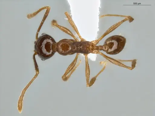 Pheidole seeldrayersi specimen ECOFOG-IT14-0810-30 image ecofog-it14-0810-30_1