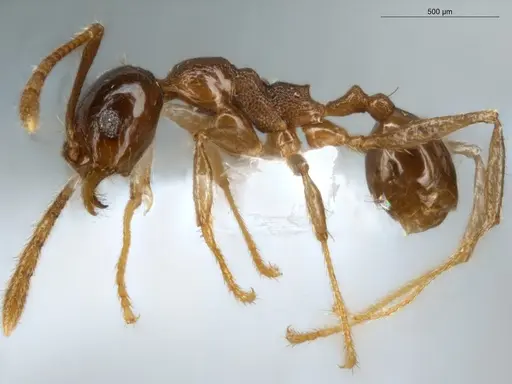Pheidole seeldrayersi specimen ECOFOG-IT14-0810-30 image ecofog-it14-0810-30_3