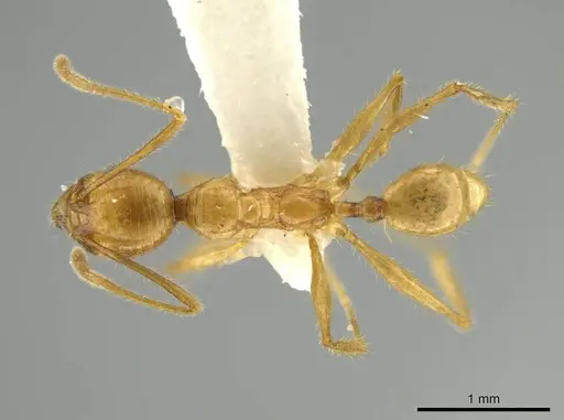 Pheidole seligmanni specimen CASENT0645870 image casent0645870_1