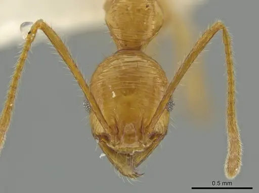 Pheidole seligmanni specimen CASENT0645870 image casent0645870_2