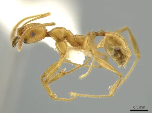 Pheidole seligmanni specimen CASENT0645870 image casent0645870_3