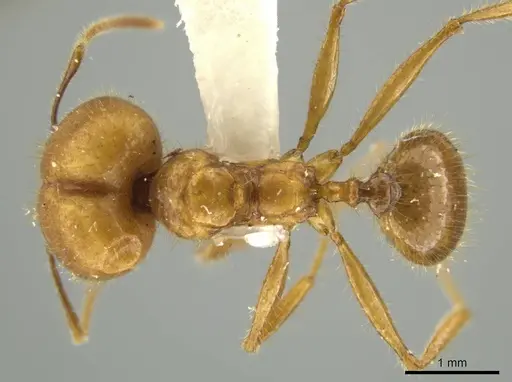 Pheidole seligmanni specimen JTLC000016527 image jtlc000016527_1