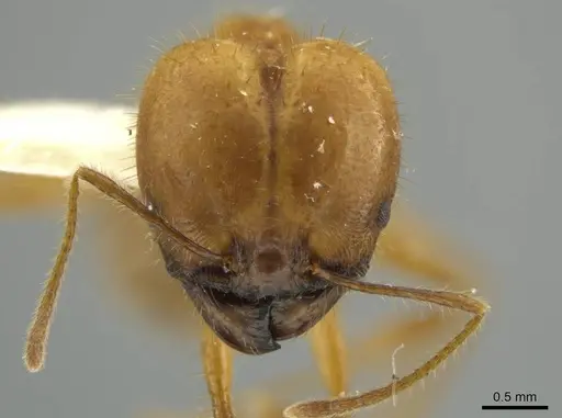 Pheidole seligmanni specimen JTLC000016527 image jtlc000016527_2