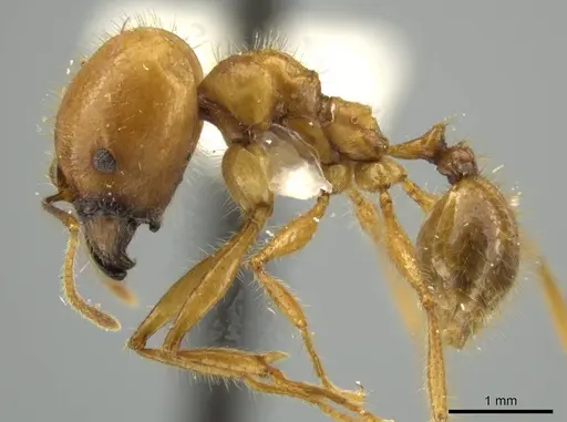 Pheidole seligmanni specimen JTLC000016527 image jtlc000016527_3