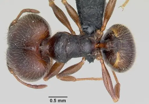 Pheidole senex specimen CASENT0064828 image casent0064828_1