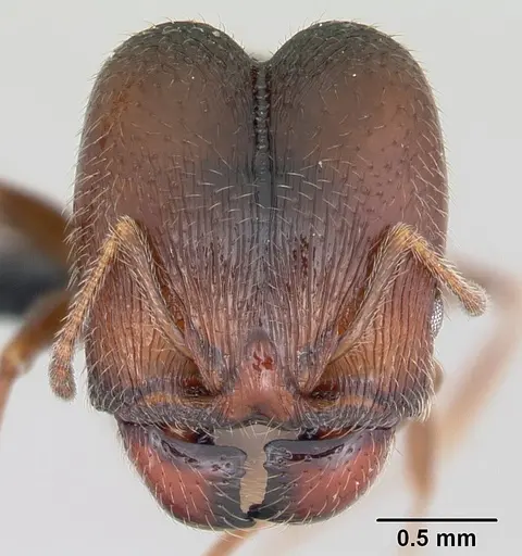 Pheidole senex specimen CASENT0064828 image casent0064828_2